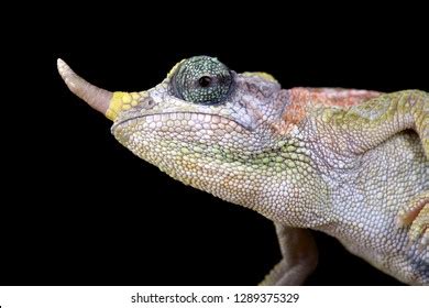 Dwarf Jackson Chameleon Trioceros Jacksonii Merumontanus Stock Photo Shutterstock