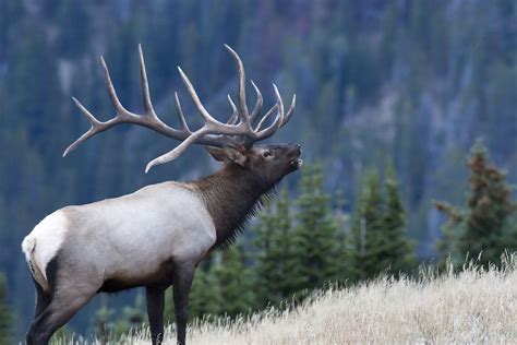 List Of Large Bull Elk Pictures 2022 Peepsburghcom