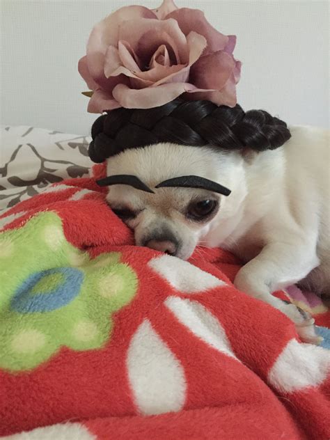 Pin By All My Chihuahuas On Chihuahuas Dog Halloween Costumes