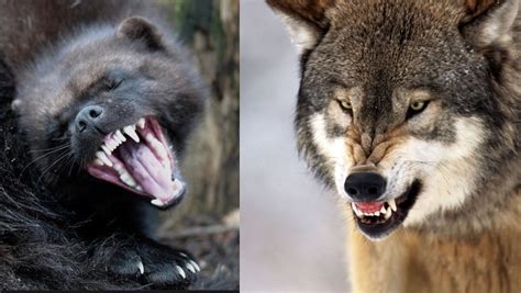 White Wolf Tense Moment A Wolverine And Wolves Are Spotted In Epic