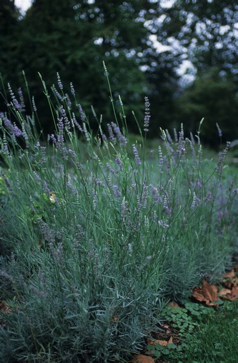 Lavandula X Intermedia Provence Provence French Lavender Garden