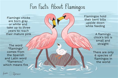 A Flamboyance Of Flamingos Two Chums