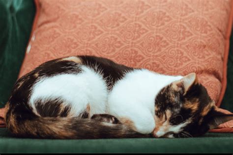 Why Do Cats Sleep So Much Thought Catalog