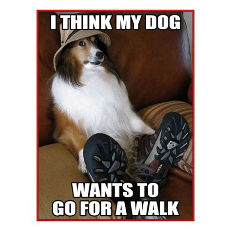 Dogs Memes And 🤖 I Think My Dog Wants To Go For A Walk Dogs Dog