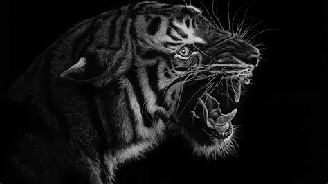 Обои тигр черный бенгальский тигр рев кошачьих 4k Ultra Hd
