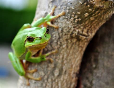 Bamboo, Books, Wildlife and other Trees: European tree frog - Hyla arborea