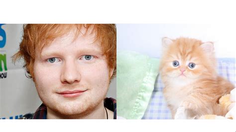 Ed Sheerans Twin Cat Celebrities Ed Sheeran Twins