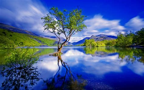 Free Photo Tree Reflection Lake Lonely Mirror Free