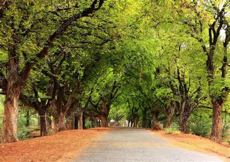 Beautiful Village Road In India With Tamarind Tree Both Sides Stock