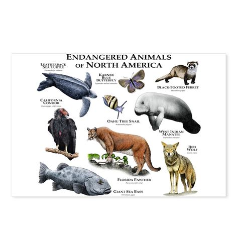 Endangered Species Of North America Postcards Pac By Wildlifearts2