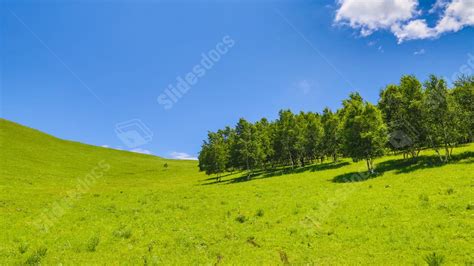 Grass Tree Summer Blue Sky Painted Grassland Powerpoint Background For