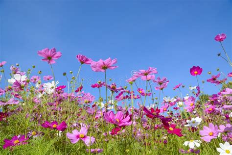 Cosmos Flowers With The Blue Sky Stock Photo Image Of Wild Blooming