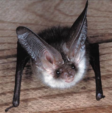 Bats But Not In The Belfry Coombe Barn Wembury Devon
