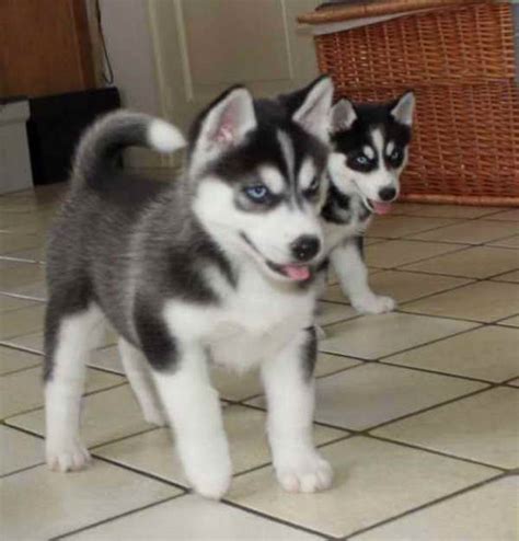 We have male and female siberian husky puppies available now they're adorable we've raised these puppies have been raised with kids and will be just as wonderful as their parents they've had. Husky Puppies Maine | PETSIDI