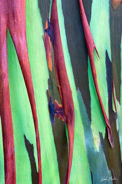 Hawaii Rainbow Eucalyptus Trees Wade Morales Hawaii Landscape And