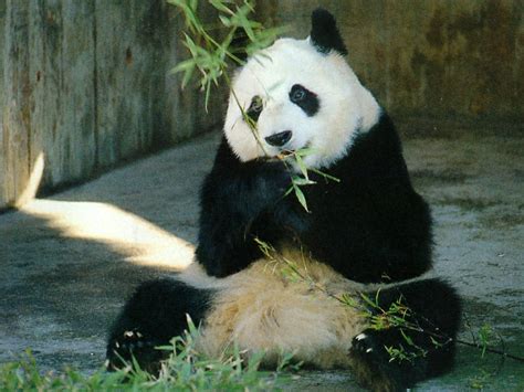 Panda Lovely And Sweet Wild Animal Fact And Pictures Wildlife Of World