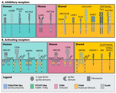 Cancers Free Full Text Natural Killer Cells Tumor Surveillance And Signaling