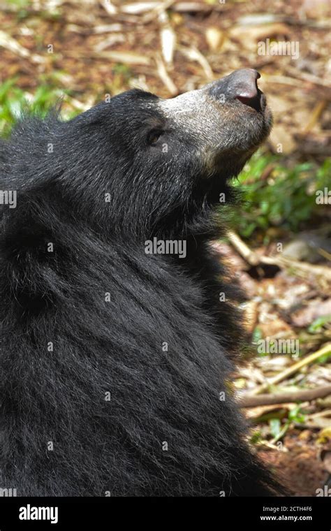 Indian Sloth Bear Melursus Ursinus Stock Photo Alamy