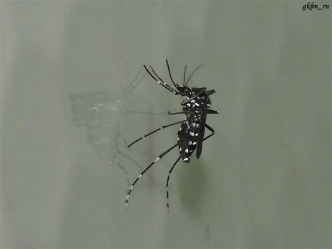Aedes Stegomyia Albopictus Gökhan Eren Flickr