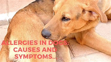 Allergies In Dogs Causes And Symptoms Youtube
