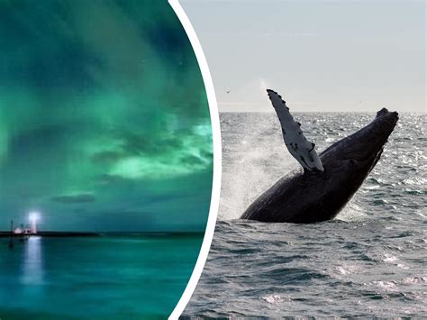 Whale Watching And Northern Lights 2 Tour Deal Guide To Iceland