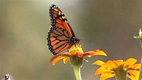 Tulsa Students Work To Save The Monarch Butterfly