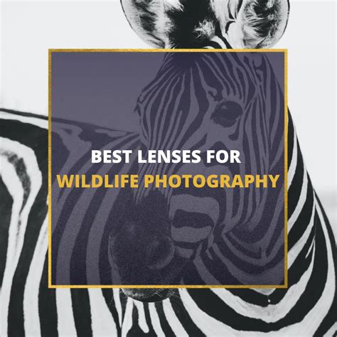 📸 5 Best Lenses For Wildlife Photography In 2024 Guide