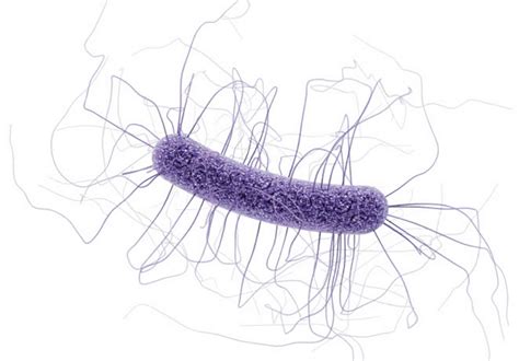 Clostridium Difficile Infection Causes Diagnosis Test Prevention