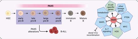 Frontiers Pax5 Alterations In B Cell Acute Lymphoblastic Leukemia