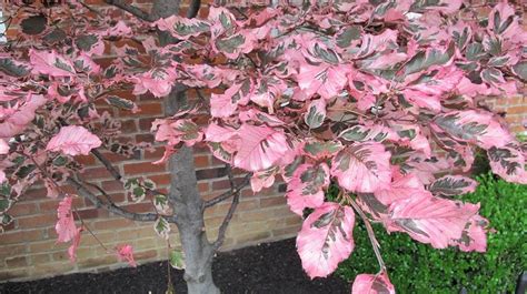 Dwarf Tri Color Beech Tree Benchs Greenhouse Newslettermarch2016