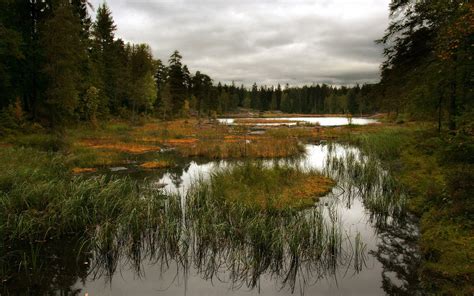 Wallpaper Landscape Forest Lake Nature Reflection Grass Sky