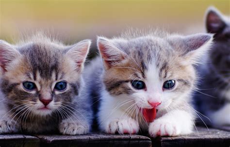 What Is The Best Place For Munchkin Kittens For Sale In Florida