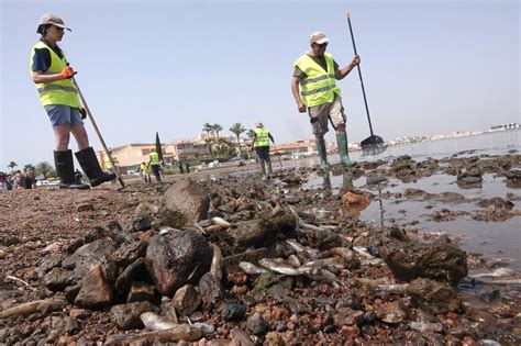 Environmental Degradation Some 250 Kilos Of Dead Fish Wash Up In