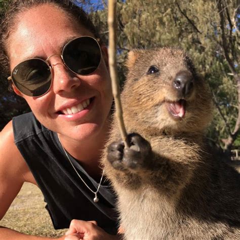 Quokkas are very friendly, which makes them very vulnerable. Why Quokkas Are The Cutest Animals On Earth