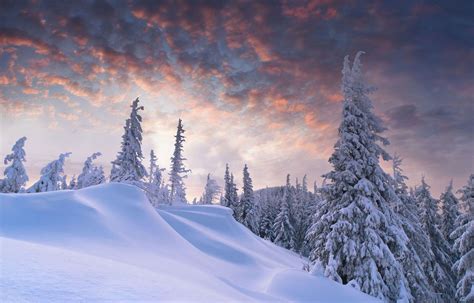 Bosque Nevado Ver Fotos Gratis De Alta Definición De Los Paisajes De