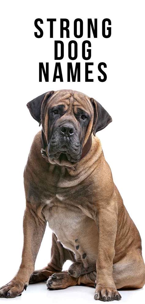 Strong Dog Names 230 Awesome Ideas For Pumped Up Pups Strong Dog