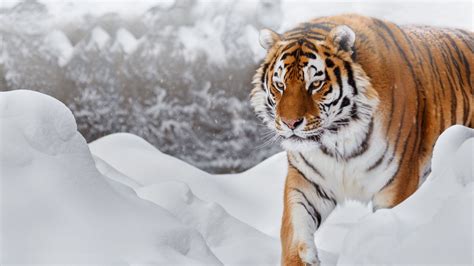 Siberian Tiger Hd