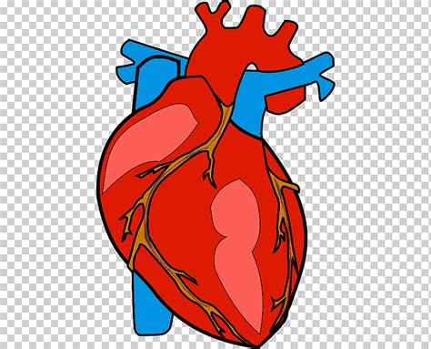 Corazón Anatomía Del Cuerpo Humano Corazón Comida Corazón Flor Png