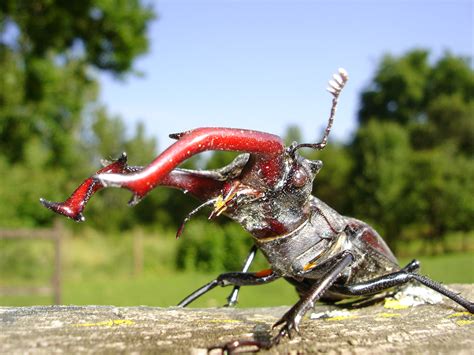 15 Creepy Bugs Found In Ohio