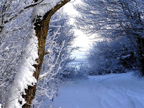 Free Images Tree Forest Branch Snow Trail Sunlight Frost Ice