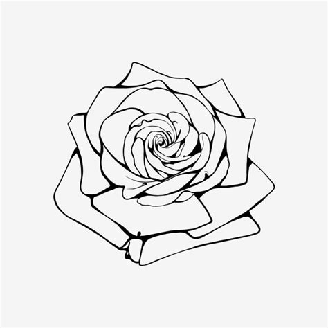 Rose lineart by groundhog22.deviantart.com on @deviantart. Lineart Rose Drawing, Drawing Icons, Rose Icons, Rose PNG ...