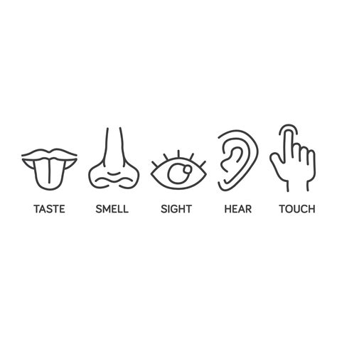 Five Senses Icon Set Hand Drawn For Educational Illustrations Outline