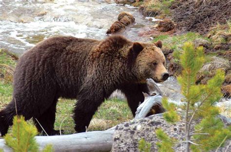 Group Petitions To Reintroduce Grizzly Bears To Bitterroot Selway