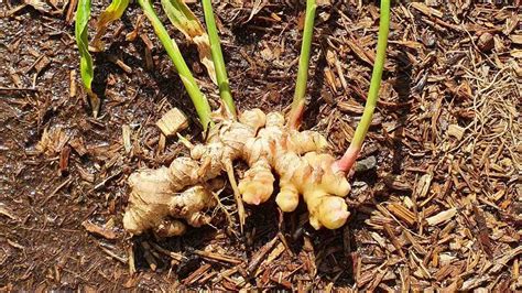 Growing And Harvesting Ginger The Veggie Lady