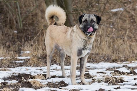 Anatolian Shepherd Dog Info Pictures Care Facts And More Pet Keen