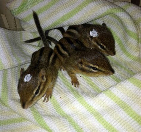 Rescued Baby Chipmunks Daily Squee Cute Animals Cute Baby Animals