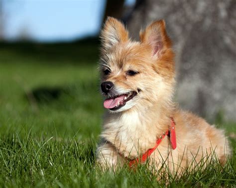 Petcenter Speaks Heres Our Votes For Cutest Mixed Dog Breeds