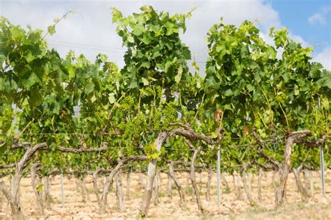 Vineyards Plant In Sunny Day Stock Photo Image Of Outdoors