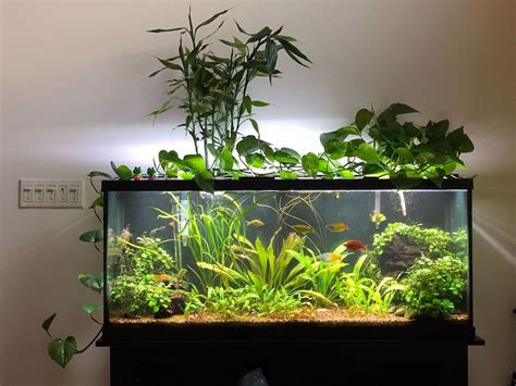 55 Gallon Rainbow Tank Fish Aquarium Decorations Fish Tank Plants