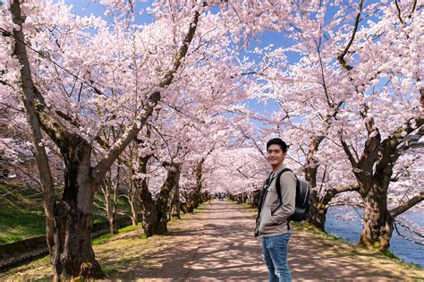 Where To See Beautiful Cherry Blossoms In Japan